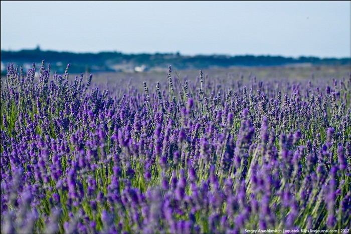 Hoa oải hương ở bán đảo Crimea, Ukraina